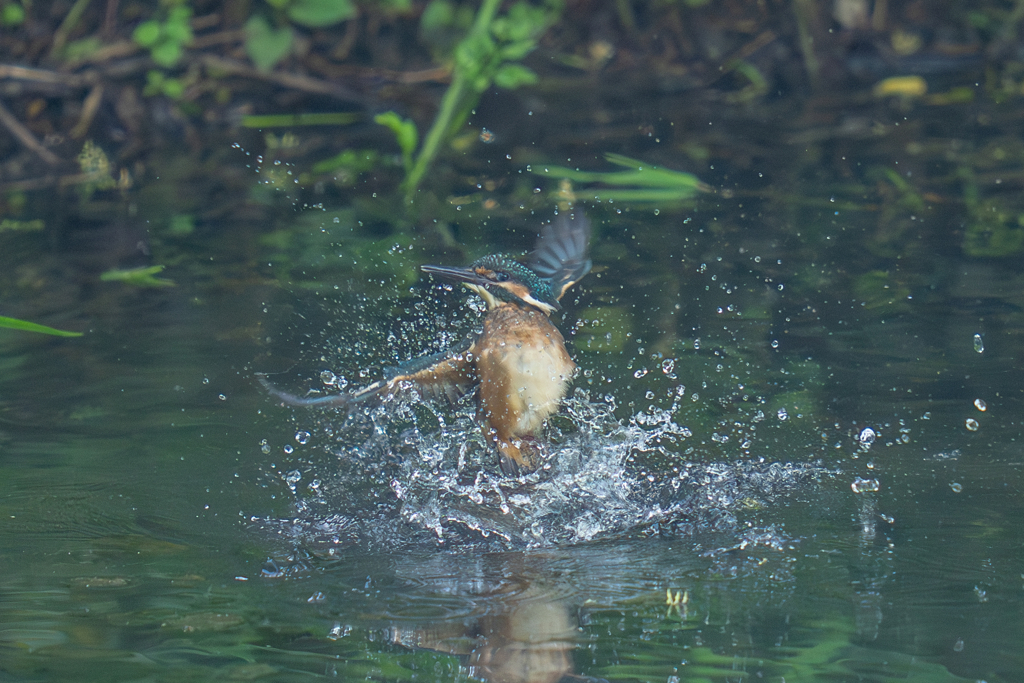 カワセミの生活