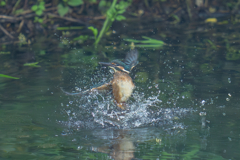 カワセミの生活