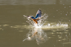 遠くの今日のカワセミ