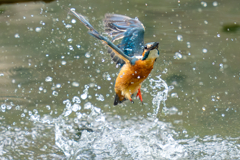 水浴び