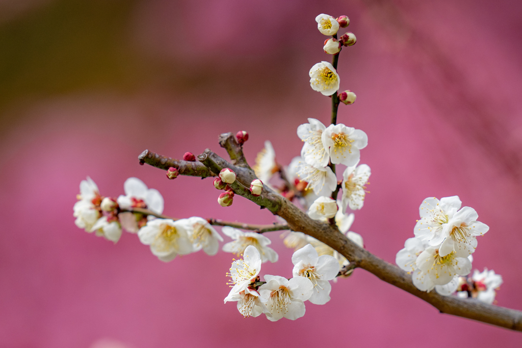梅寒桜