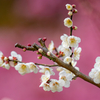 梅寒桜