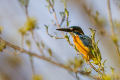 今日のカワセミ
