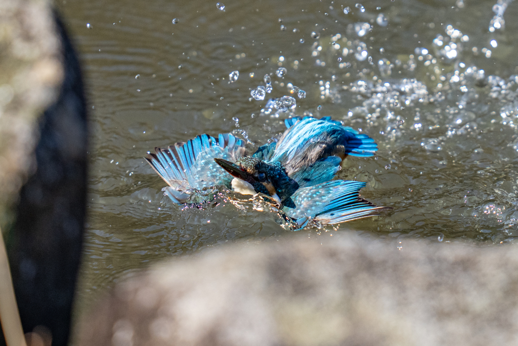 リラックス水浴び