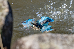 リラックス水浴び