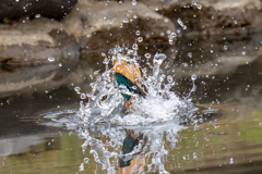 昨日のカワセミ