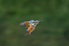 カワセミの生活