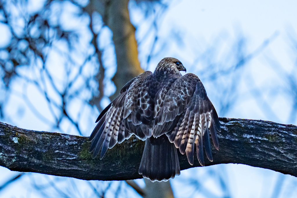猛禽がサンタクロース
