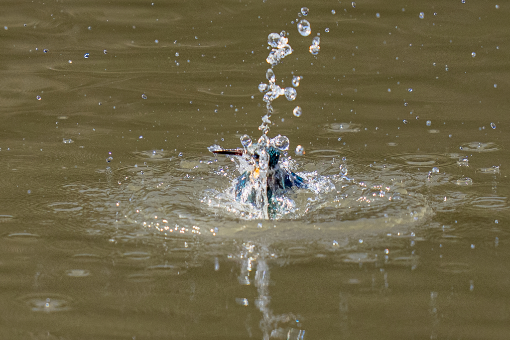今日のカワセミ