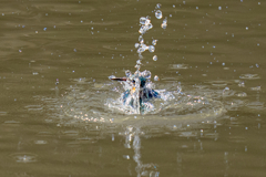 今日のカワセミ