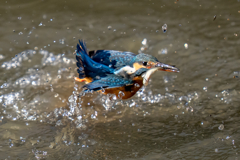 水浴び付きダイブ