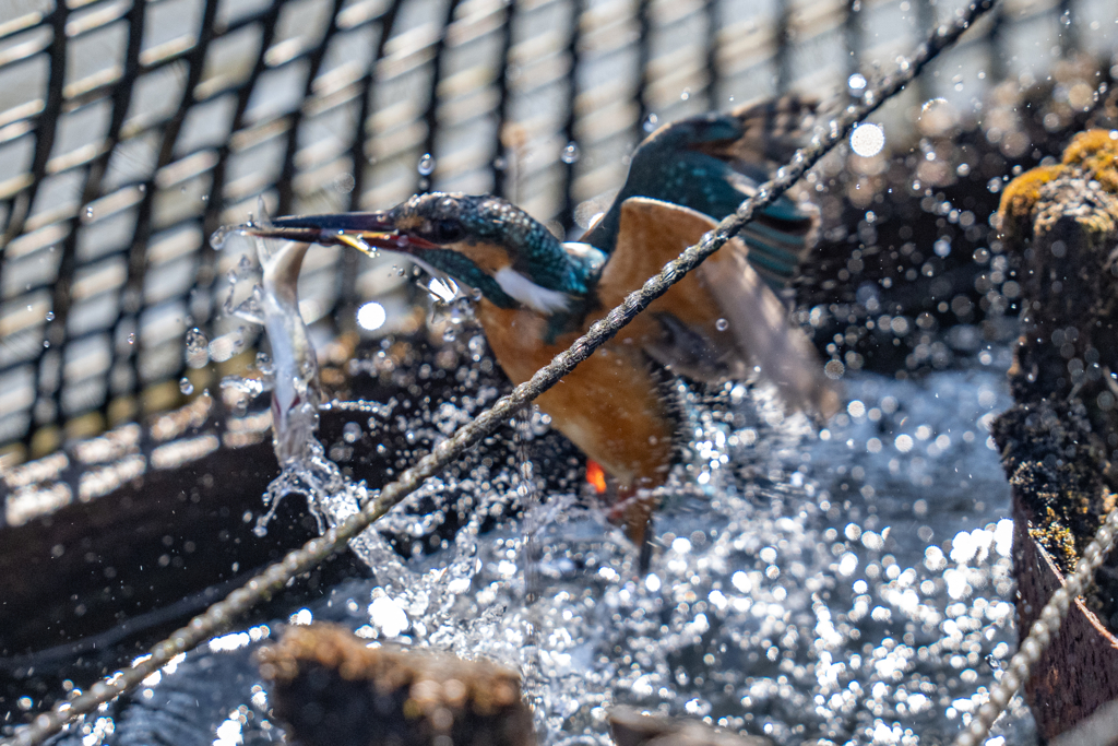 今日のカワセミ