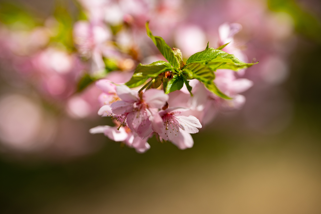 野草の時間