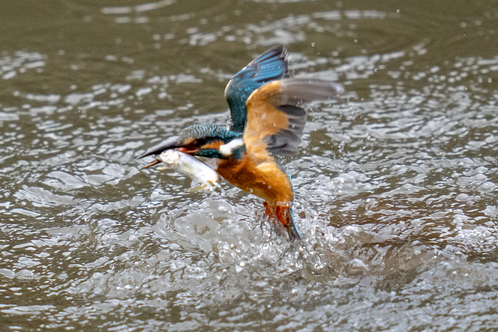 昨日のカワセミ