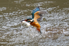 昨日のカワセミ