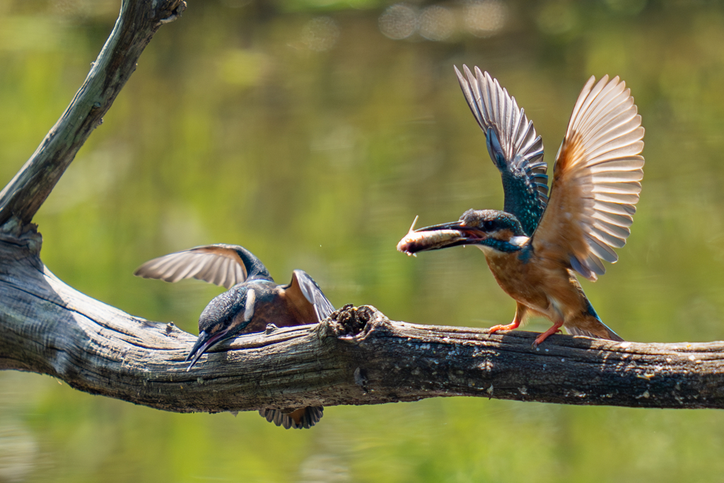 カワセミの生活
