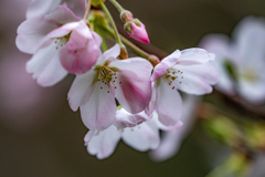 桜開花