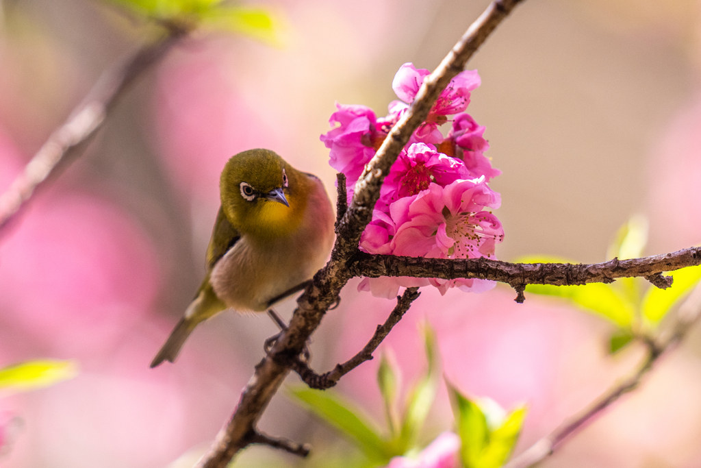 花桃メジロ