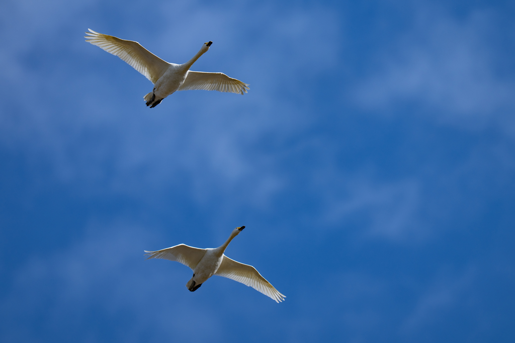 コハクチョウ飛翔