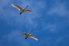 コハクチョウ飛翔