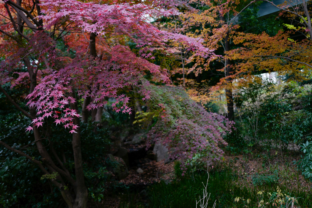 今日の紅葉・冬の紅葉