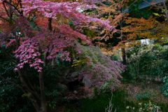 今日の紅葉・冬の紅葉