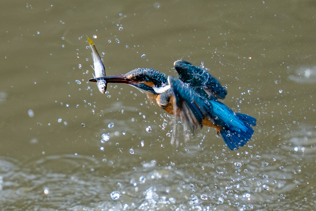 春のカワセミ