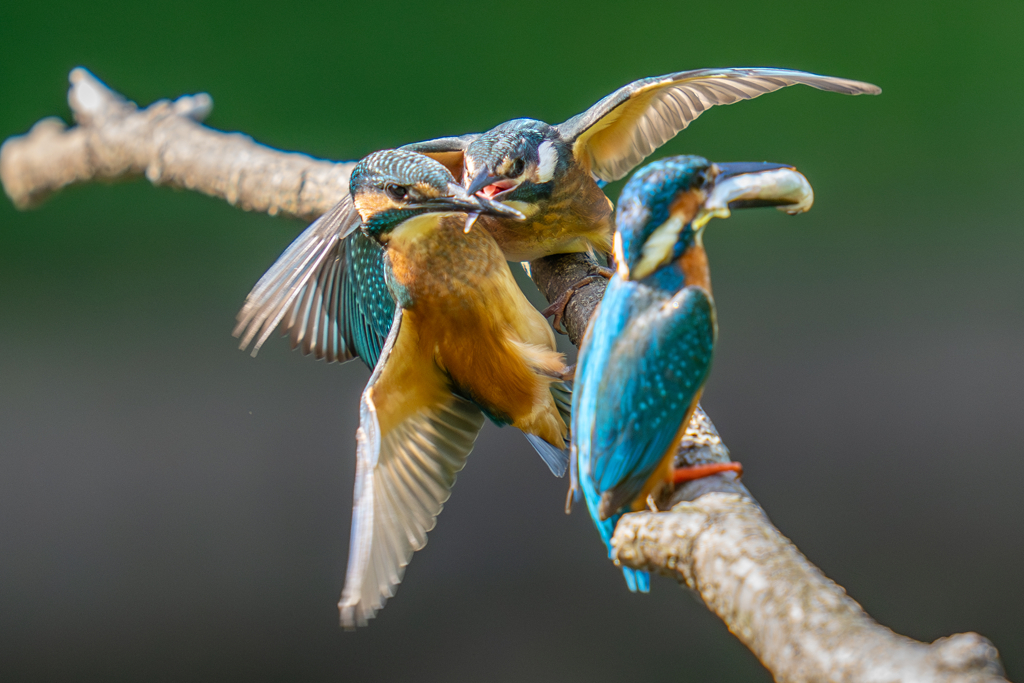 カワセミの生活