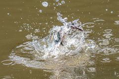 今日のカワセミ