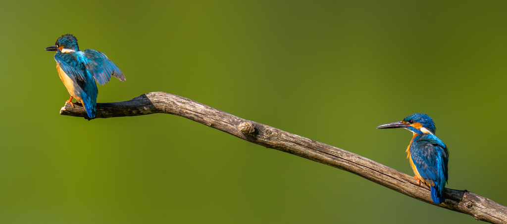 カワセミの生活
