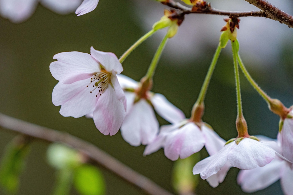 桜開花
