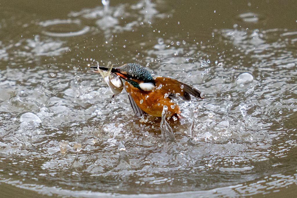 昨日のカワセミ