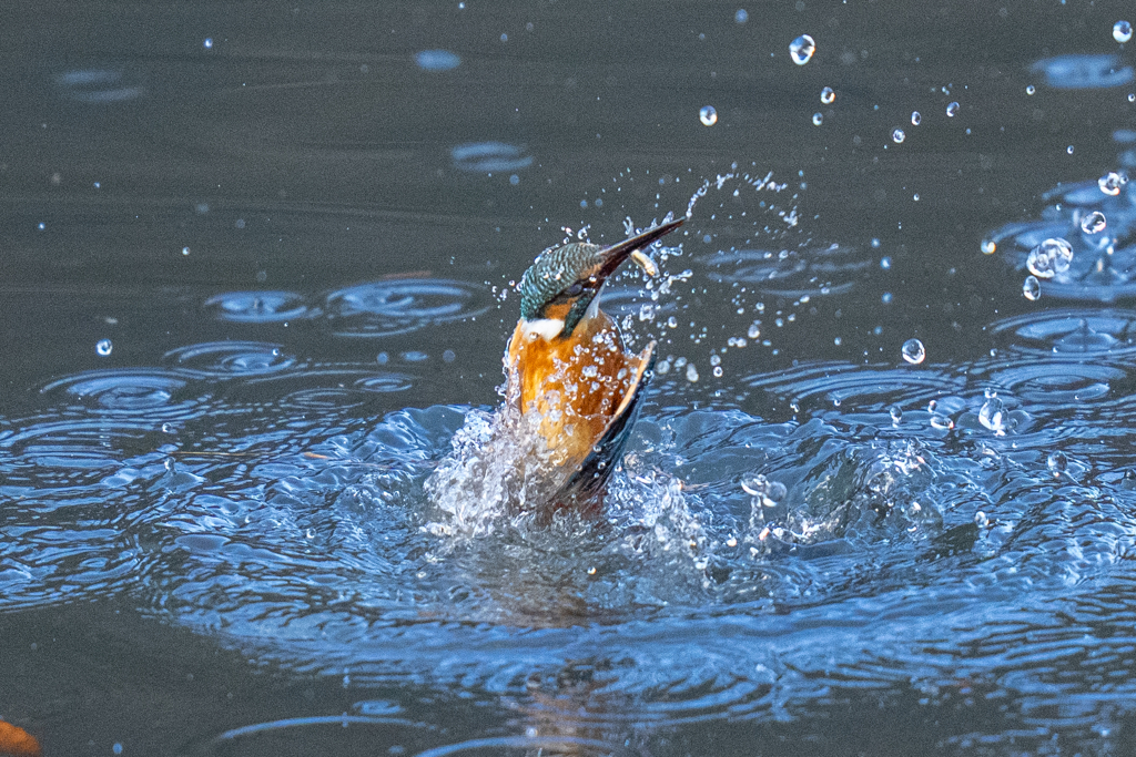 今日のカワセミ