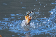 今日のカワセミ