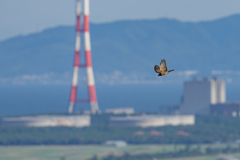 鷹の渡り