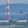 鷹の渡り