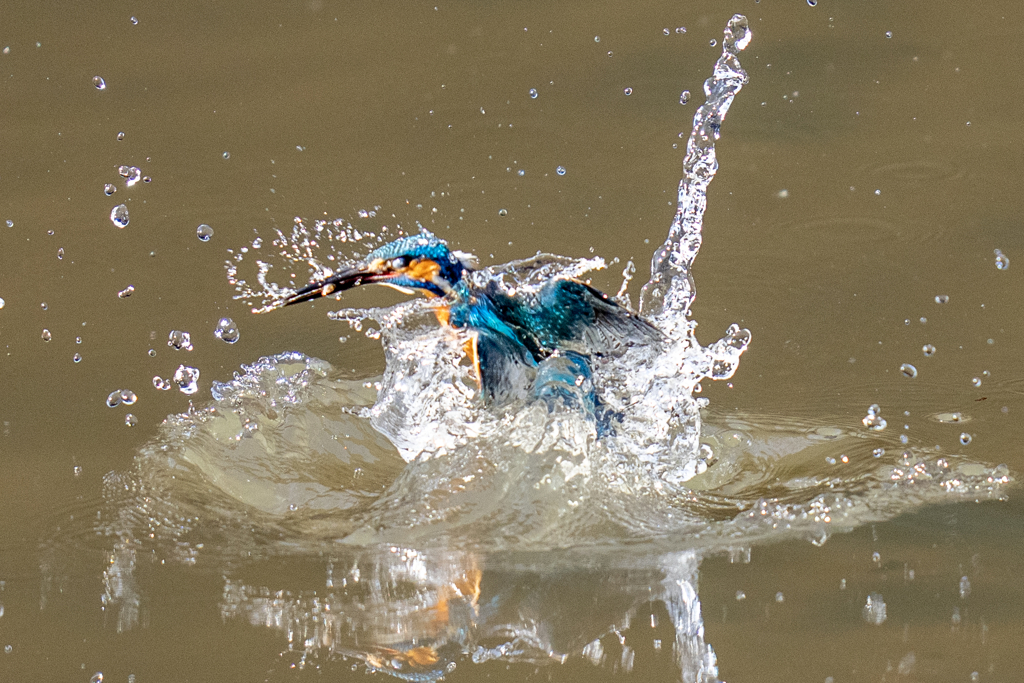 今日のカワセミ