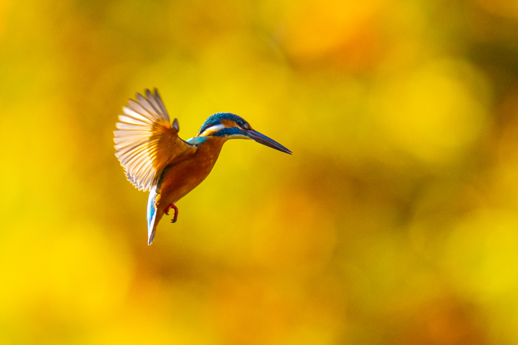 紅葉ホバ　ー　陸ノ型