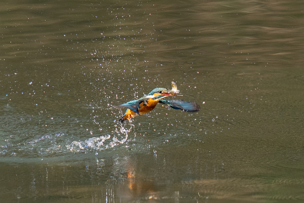 正月二日のカワセミ