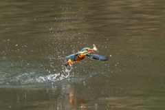 正月二日のカワセミ