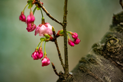 陽光桜