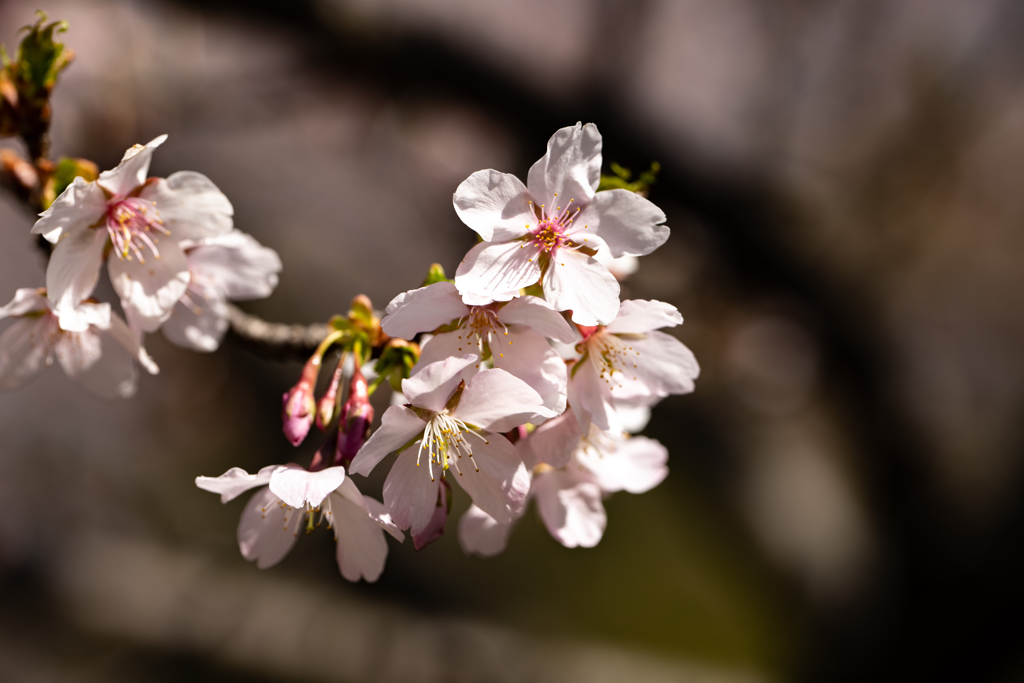 野草の時間