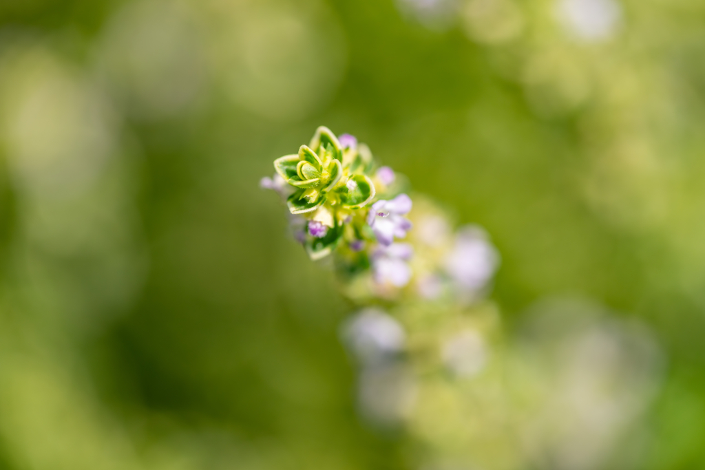 野草の時間