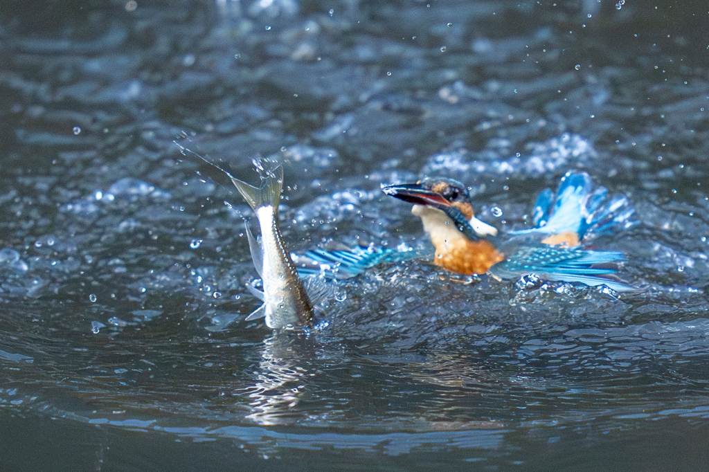 バラシの瞬間 その四