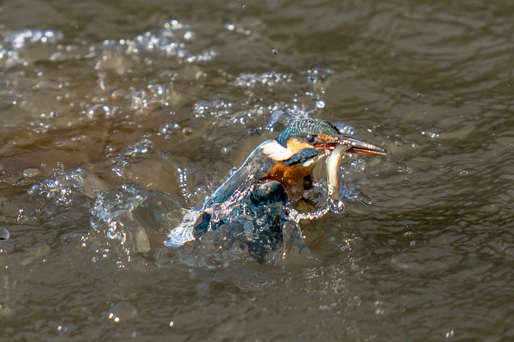 水浴び付きダイブ