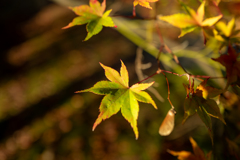 今日の紅葉