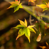 今日の紅葉