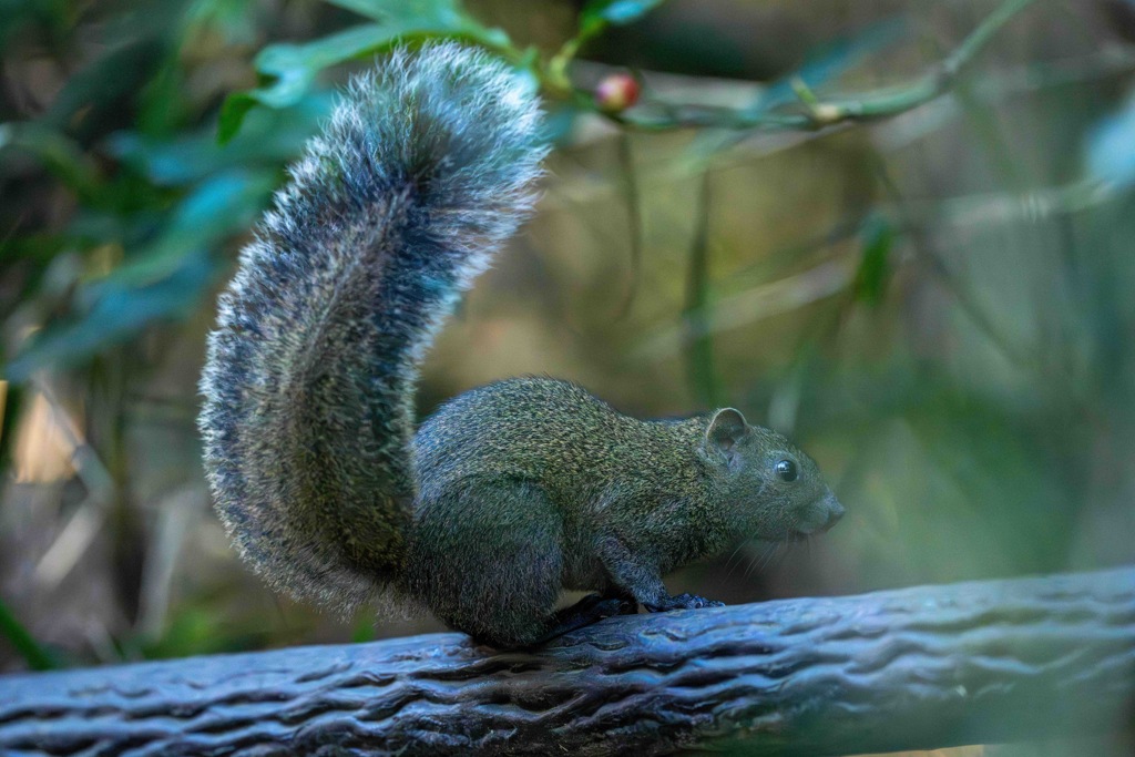 クリスマスのリス