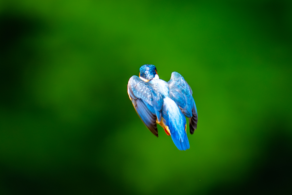 カワセミの生活