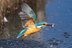 ターコイズブルー